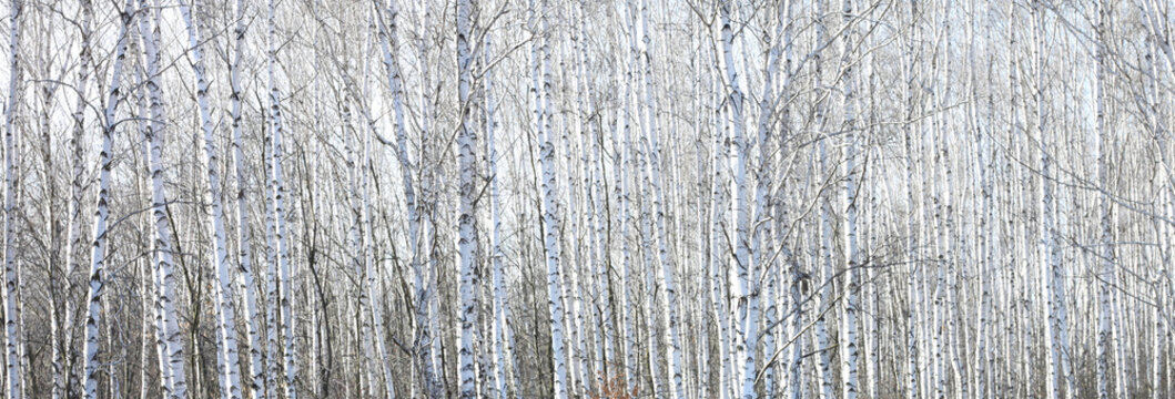 Fototapeta Trunks of birch trees in forest / birches in sunlight in spring / birch trees in bright sunshine / birch trees with white bark / beautiful landscape with white birches