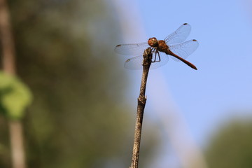 Beautiful dragonfly on plant stem. Close-up photo of a Dragonfly. Ukraine. 2017