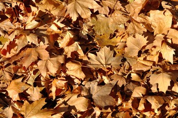 Dry leaves texture
