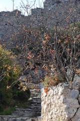 beautiful exotic cactus