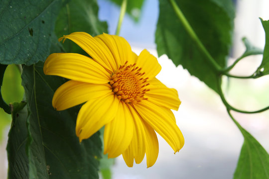 Beautiful Yellow Flase Sunflower