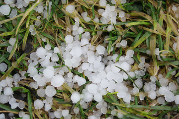 Hail storm - hailstones in the grass in the garden.