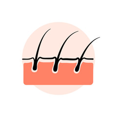 skin layer and hair root  vector