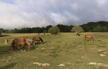 Naklejka na ściany i meble Horses grazing in summer in Navarra.