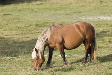 Naklejka na ściany i meble Horses grazing in summer in Navarra.