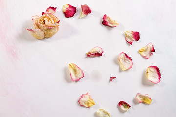 The dried rose petals are falling white background