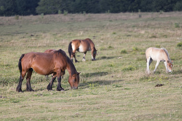 Horses grazing in summer in Navarra.