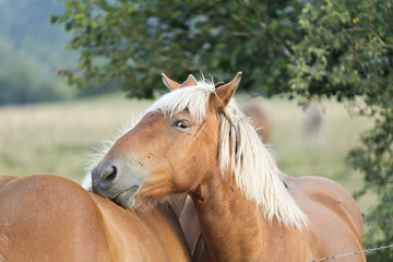 Horses photographed closely