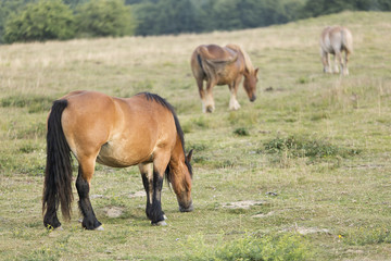 Horses grazing in summer in Navarra.
