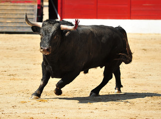 bull in spain