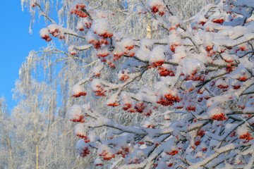 a bunch of red mountain ash covered with snow on Christmas.