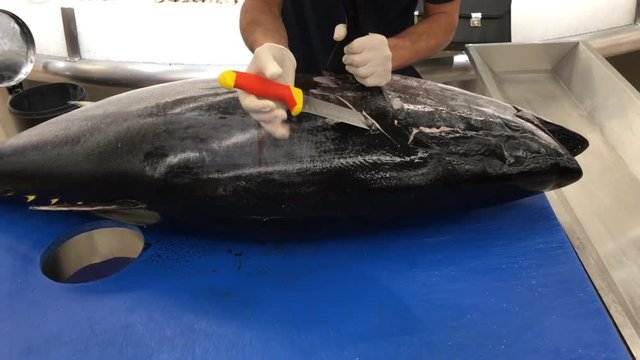 Thunfisch wird filetiert 