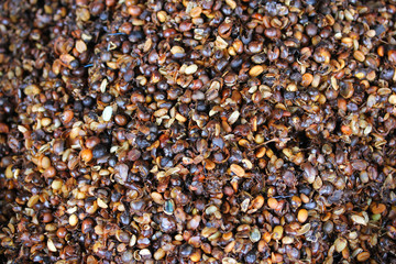 husk coffe beans affter peel