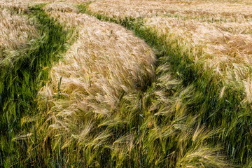 Traces in the barley field