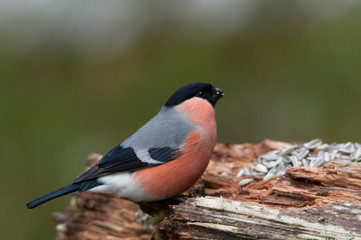 Eurasian Bullfinch - Pyrrhula pyrrhula