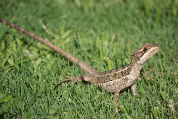 lézard exotique