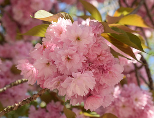 Cerisier du Japon en fleurs au jardin