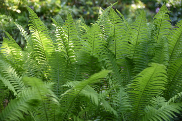 Fougère au jardin en été