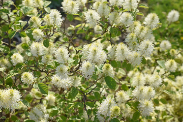 Fothergilla major de Virginie au jardin