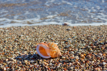 Exotic shell in the sand on the beach. Waves with foam blue  sea on a sunny sandy beach in resort on summer vacation rest.