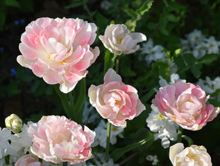 Tulipes roses au printemps au jardin