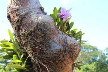 orchidée envahissante