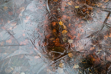 Frozen leaves shapes in the ice