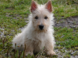 bébé scottish terrier beige