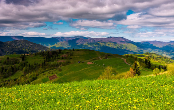grassy rural fields on a cloudy day. lovely springtime countryside in Carpathian mountains 