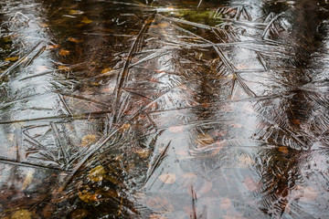 Frozen leaves shapes in the ice