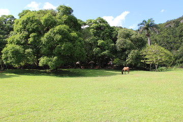 cheval solitaire exotique