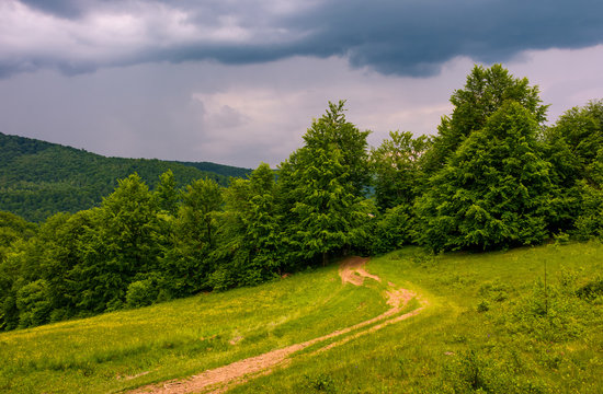 dirt road leads in to the forest on overcast day. beautiful summer scenery in stormy weather