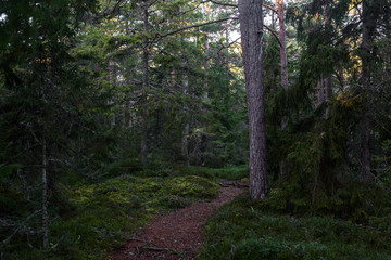 Mossy pine forest in autumn