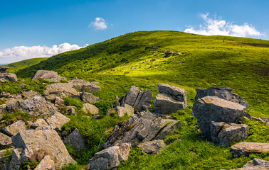 Fototapeta na wymiar grassy slope with boulders in summer. beauty of the nature concept. location Polonina Runa in Carpathian mountains of Ukraine