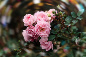 beautiful pink rose bush in the garden blurred background bokeh