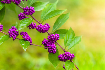 beautiful beautiberry fruits in the garden
