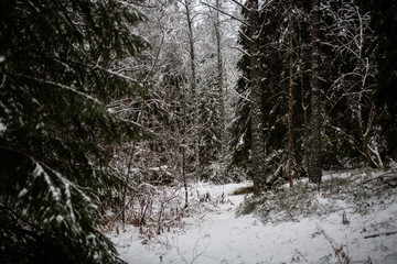 Pine tree forest in northern Sweden in winter
