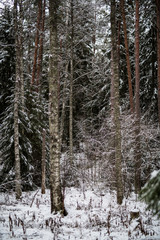 Snowy beautyful forest in northern Sweden in winter