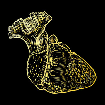 Gold anatomical human heart poster concept, place card design, hand drawn flesh tattoo idea. For greeting cards, t-shirts, fashion. Vector