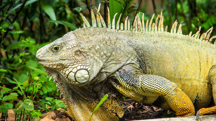iguana