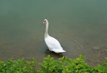 Mute swan standing in the Drava river