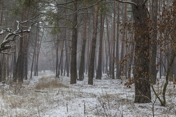 Foggy winter day in the forest
