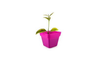 maceta con planta
