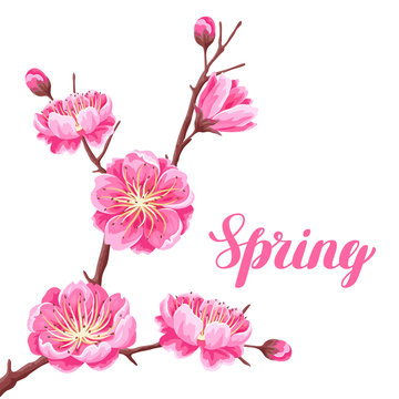 Spring background with sakura or cherry blossom. Floral japanese ornament of blooming flowers