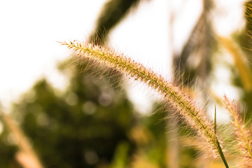 Grass flower in the field