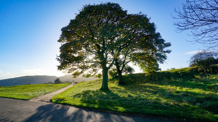 Crossroads with sun shining through tree