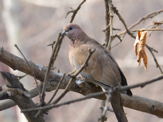 Dave on the tree