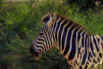 Fototapeta na wymiar Zebra in park 
