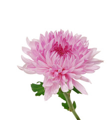 beautiful chrysanthemum isolated on white