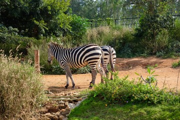 Fototapeta na wymiar Zebra in park 